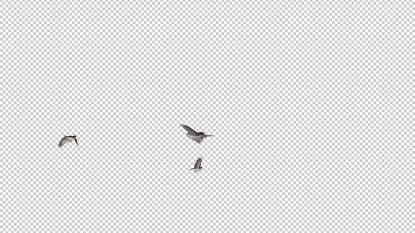 Sparrow Birds - 3 Flying Around Screen - Transparent Loop - Alpha Channel alt