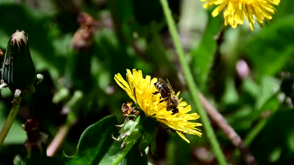 Bee collecting pollen from yellow flower