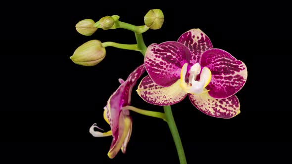 Blooming Yellow - Magenta Orchid Phalaenopsis Flower