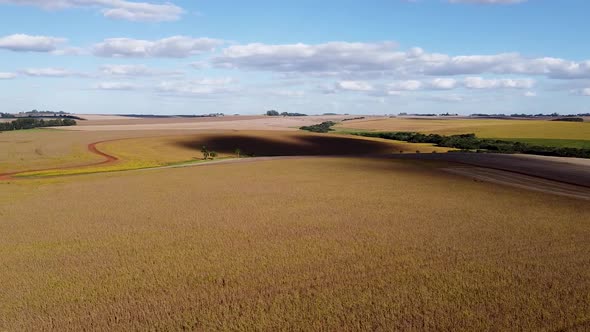 Ready to Harvest Soybean Field Aerial