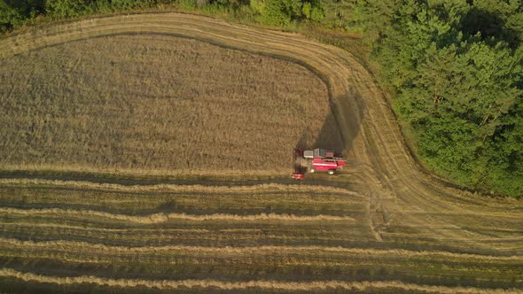 Combine Harvester Cuts Crops Near the Forest in the Evening