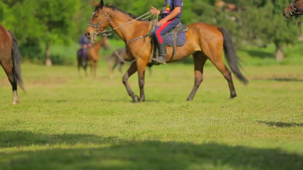 Horses Walk in a Circle