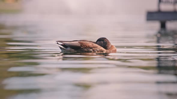 Duck sleeping while floating in the pond