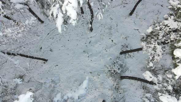 Frozen Forest Winter Snow Aerial Drone