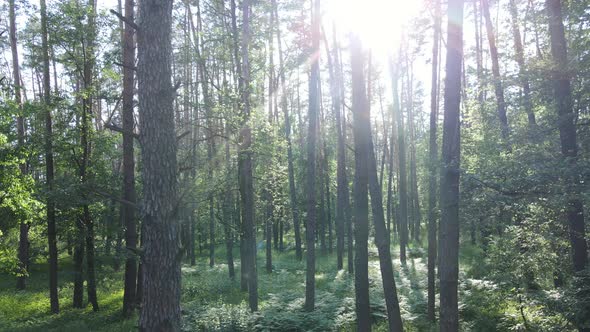 Beautiful Green Forest on a Summer Day Slow Motion