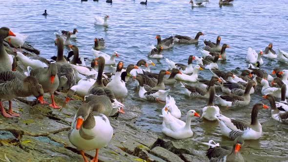 Geese Posing for the Camera