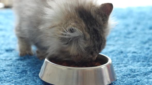 Cute Persian Kitten Eating Cat Food