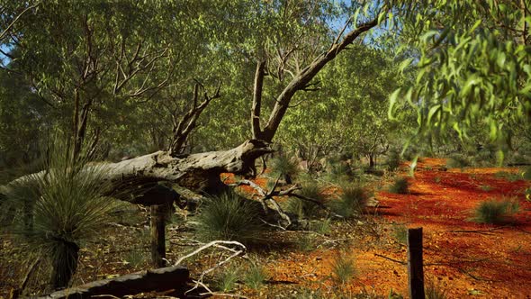 Australian Bush with Trees on Red Sand