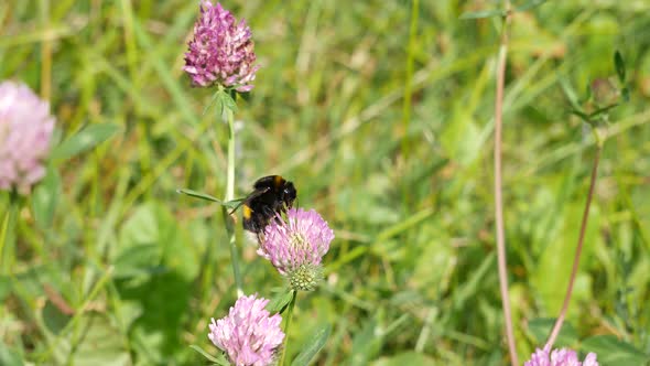 Bumblebee Flies From Flower To Flower.