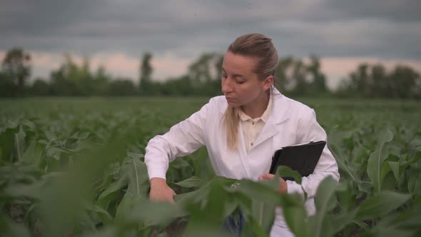 Agronomist Checks Growth of Crop