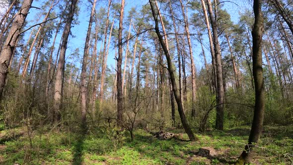 Forest with Pine Trees During the Day POV