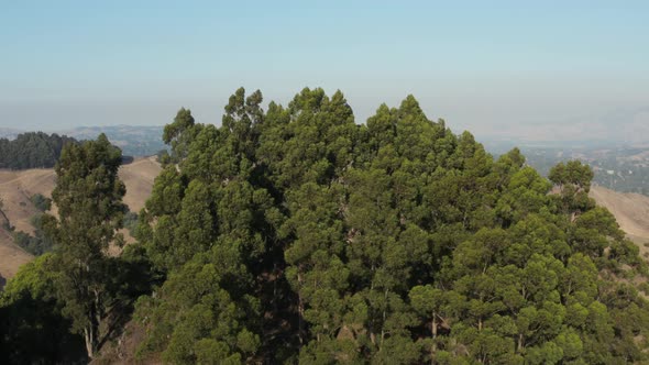 Rising over Large Eucalyptus trees in Berkeley hills aerial  Northern California