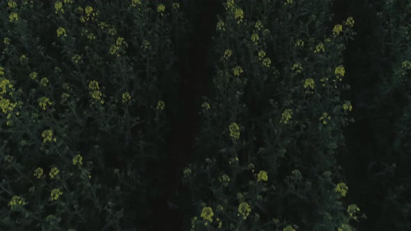 Yellow Flowers On A Field With Drone At Sunset