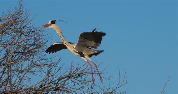 Grey heron, Ardea cinerea, Camargue, France