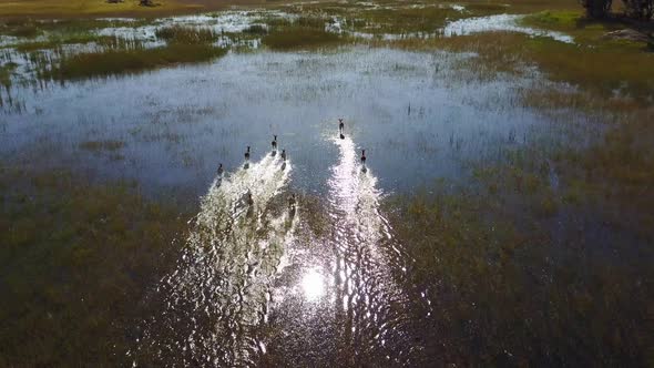 Aerial flyby of lechwe antelope running through water at Okavango Delta, Botswana