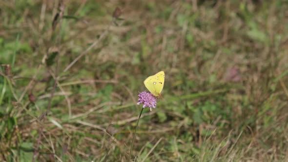 Yellow Butterfly