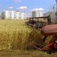 The combine harvests ripe wheat in the grain field near a residential area. - VideoHive Item for Sale