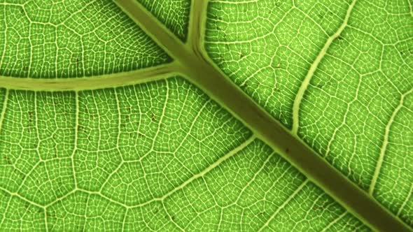 Green Leaf Background