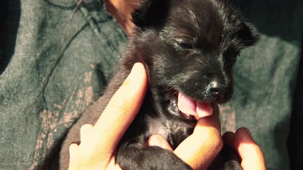 Close up of a cute black puppy cradled in hand and licking its owner's finger