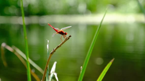Red Dragonfly on a Branch in Green Nature By the River Closeup