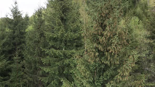 Spruce in the Forest. Carpathian Mountains. Slow Motion. Ukraine. Aerial