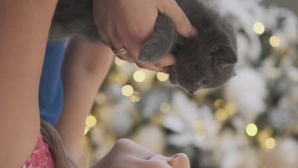 Little Girl Stroking Kitten By Christmas Tree