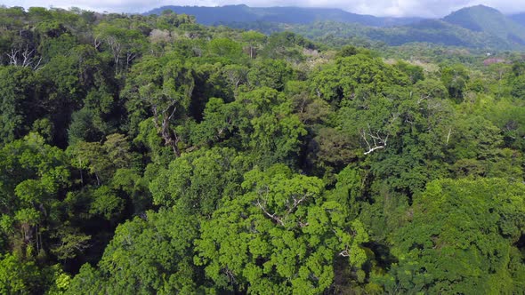 Aerial Drone View of Primary Rainforest Canopy and Large Trees in Costa Rica, Tropical Jungle Landsc