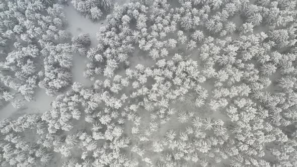 View From the Height of the Winter Forest with Snowcovered Trees in Winter