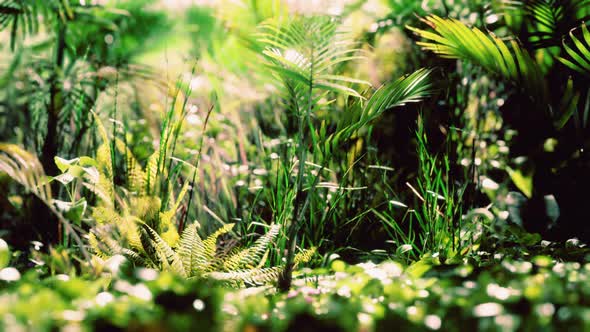 Close Up Jungle Grass and Plants