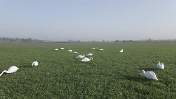 Group of swans