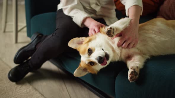 Woman Petting Corgi Dog Closeup