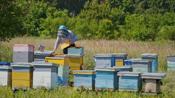 Beekeeping in summer. Professional beekeeper works on a bee farm among green nature. 