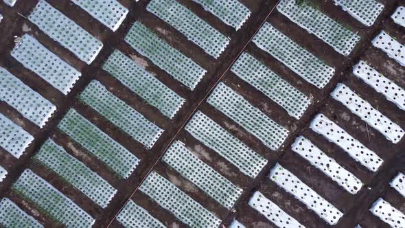 Aerial view of a vast expanse of onion seeding fields. Top view.