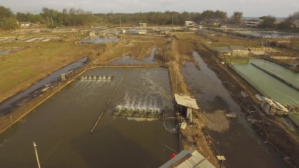 Shrimp Farming in Indonesia