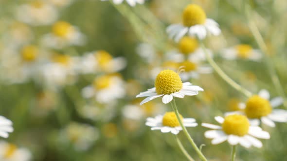 Common Chamomile white spring flowers shallow DOF 4K 2160p 30fps UltraHD footage - Close-up fields o