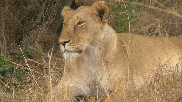 Lioness resting in the grassland