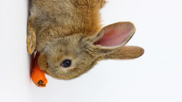 Little Fluffy Cute Brown Rabbit with Big Ears Eats a Red Carrot on a Gray Background in the Studio