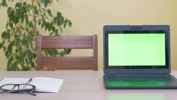 Dog breed Jack Russell Terrier is working on a table behind a laptop with a green screen