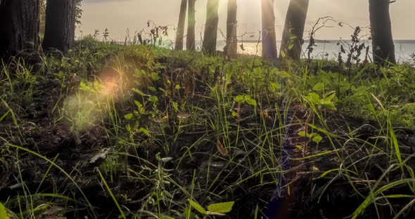 Wild Forest Lake Timelapse at the Summer Time