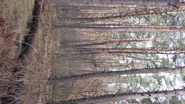 Vertical Video of Trees in a Pine Forest Slow Motion