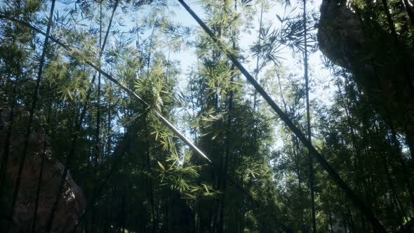 Lanscape of Bamboo Tree in Tropical Rainforest, Malaysia