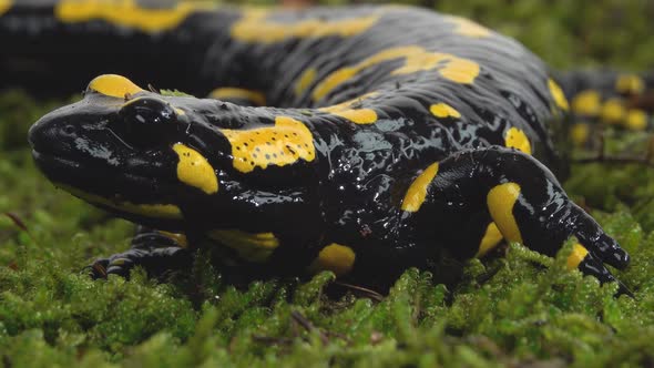 Salamandra Maculosa on Green Moss in White Background