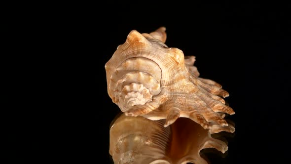 Beautiful Sea Shell on Black, Rotation, Reflection, Close Up