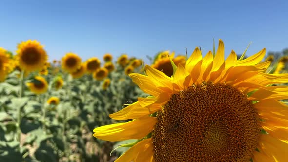 Beautiful Natural Plant Sunflower In Sunflower Field In Sunny Day 15