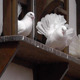 White Doves On The Roof - VideoHive Item for Sale