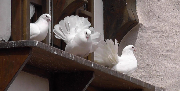 White Doves On The Roof