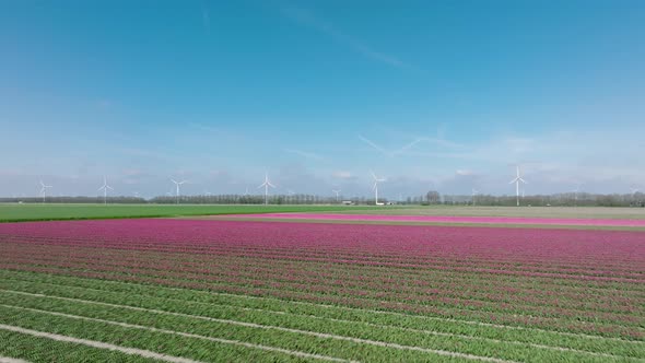 Rows of Pink tulips in full bloom and wind turbine in The Netherlands.
