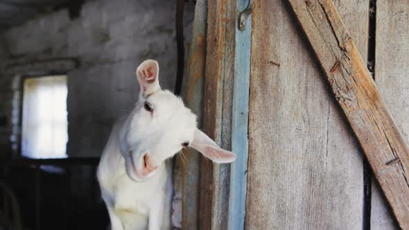 Funny Goat In the Farm