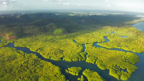 Aerial Top View of Amazon Rainforest and River in Brazil