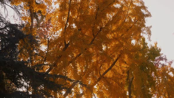 The bright yellow leaves of the Ginkgo Biloba tree in autumn